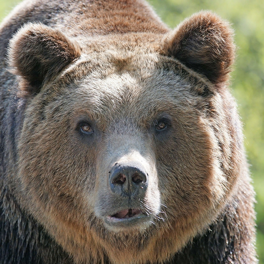 The LBMA Fears Stoking the Russian Bear