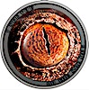 Niue Silver Do you See Me Wild Afrika 2021 - Antique Finish - 1/2 oz Niue Silver Do you See Me Wild Afrika 2021 - Antique Finish - 1/2 oz